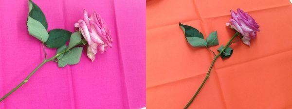 花とラッピング