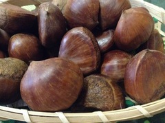 栗