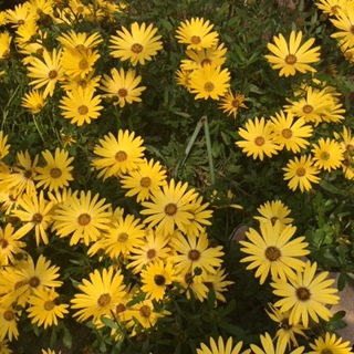 幸せを運ぶイエロー