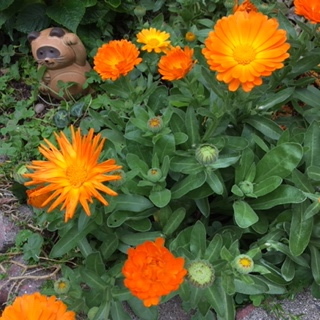 元気カラーオレンジ