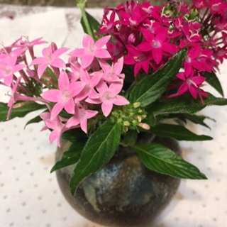 実家に咲いた花