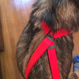 愛犬 赤いサスペンダー