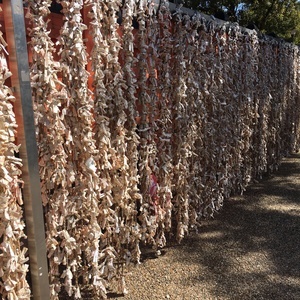 初辰まいりおみくじ