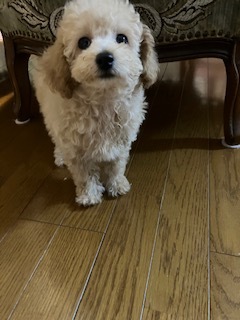 トイプードル1