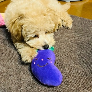 愛犬トイプーおもちゃ2