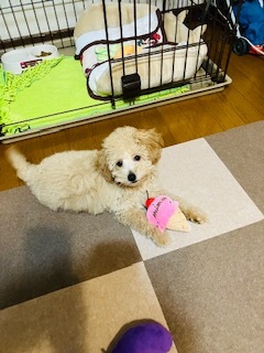愛犬トイプーおもちゃ3