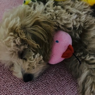 愛犬トイプーおもちゃ4