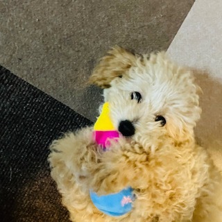 愛犬トイプー221012②