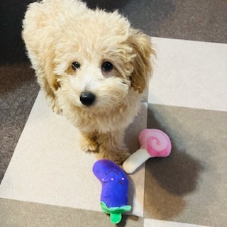 愛犬トイプー221012①