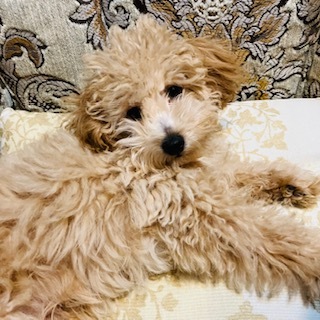 カラータイプスプリング・愛犬トイプー