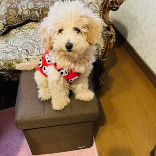 カラータイプスプリング・愛犬トイプー