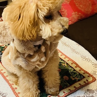 カラータイプスプリング・愛犬トイプードル