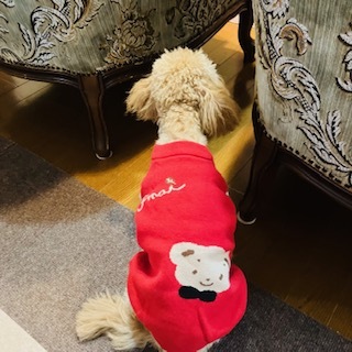 愛犬用新年に相応しい赤い服