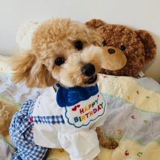 愛犬1歳のバースデーカラーコーデ②