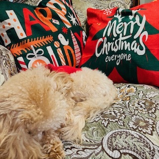 リビングをクリスマスカラーに②2023.12