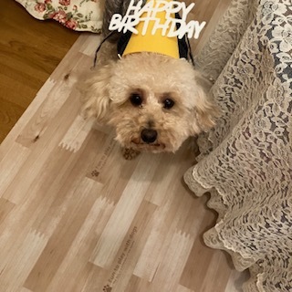 愛犬2歳誕生日②