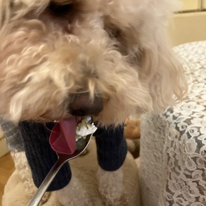 愛犬トイプーとケーキ